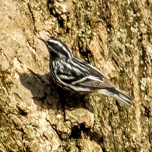 Black-and-white Warbler - ML441808171