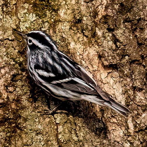 Black-and-white Warbler - ML441808181