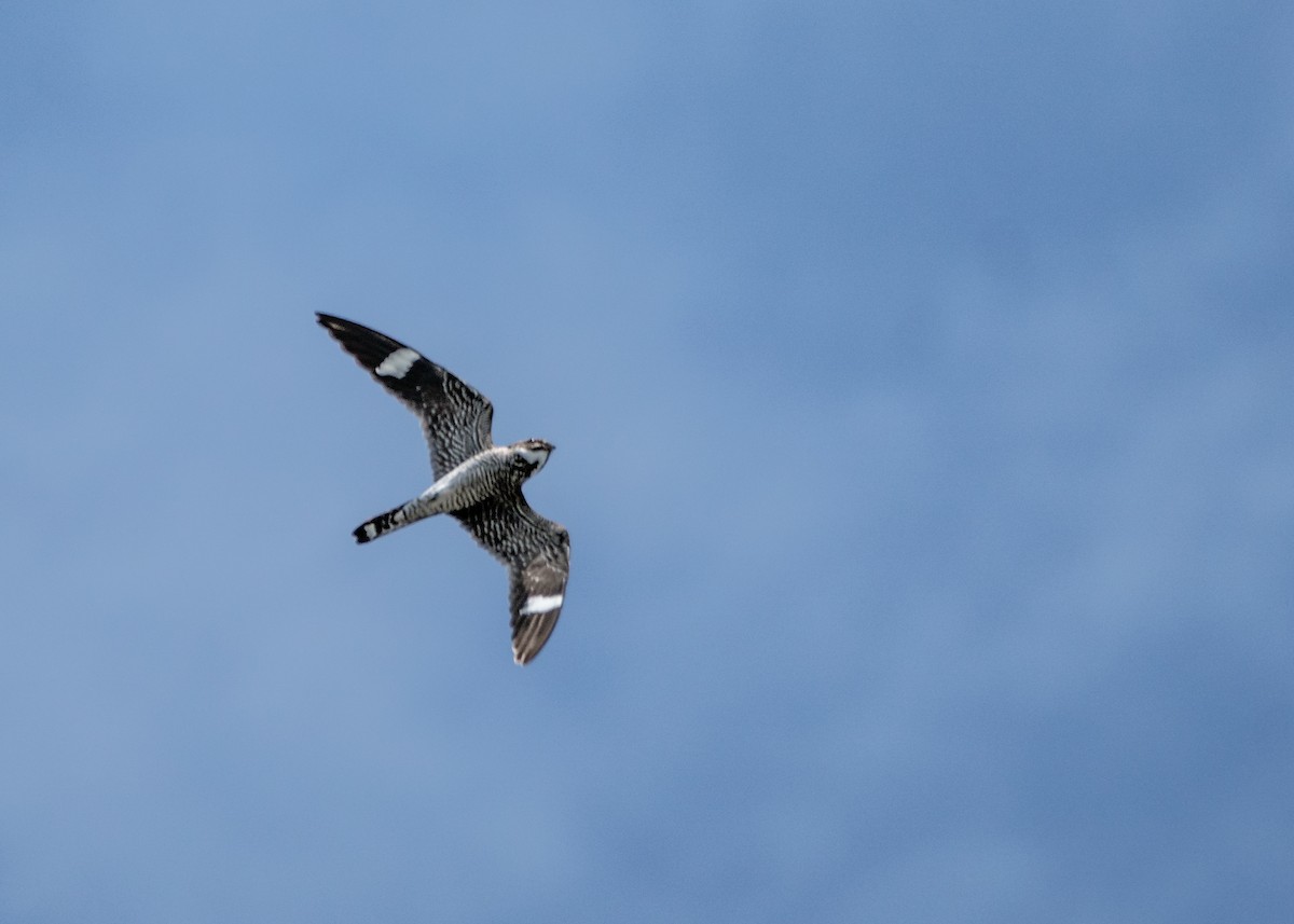 Common Nighthawk - Dori Eldridge