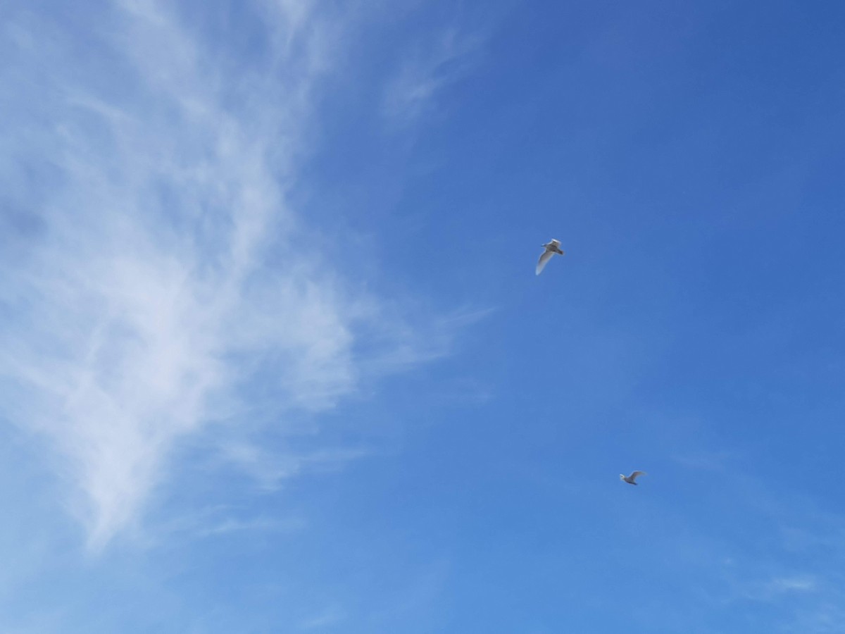 Glaucous Gull - Anonymous