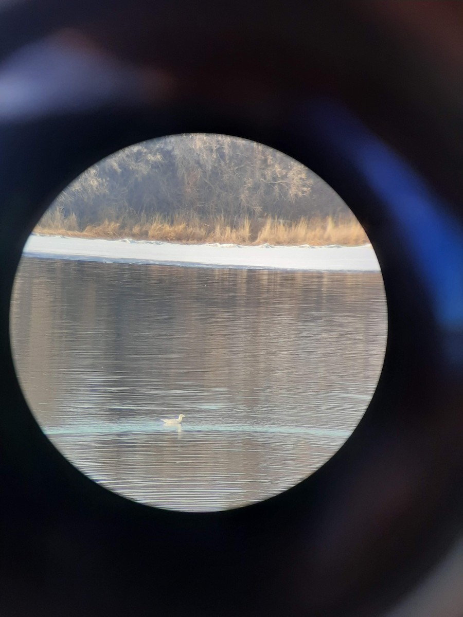 Glaucous Gull - ML441810811