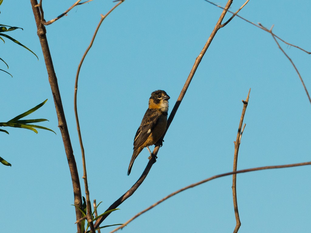 Rusty-collared Seedeater - Evaldo Cesari de de Oliveira Jr