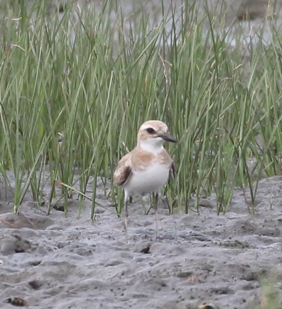 Siberian/Tibetan Sand-Plover - Rob Loveband