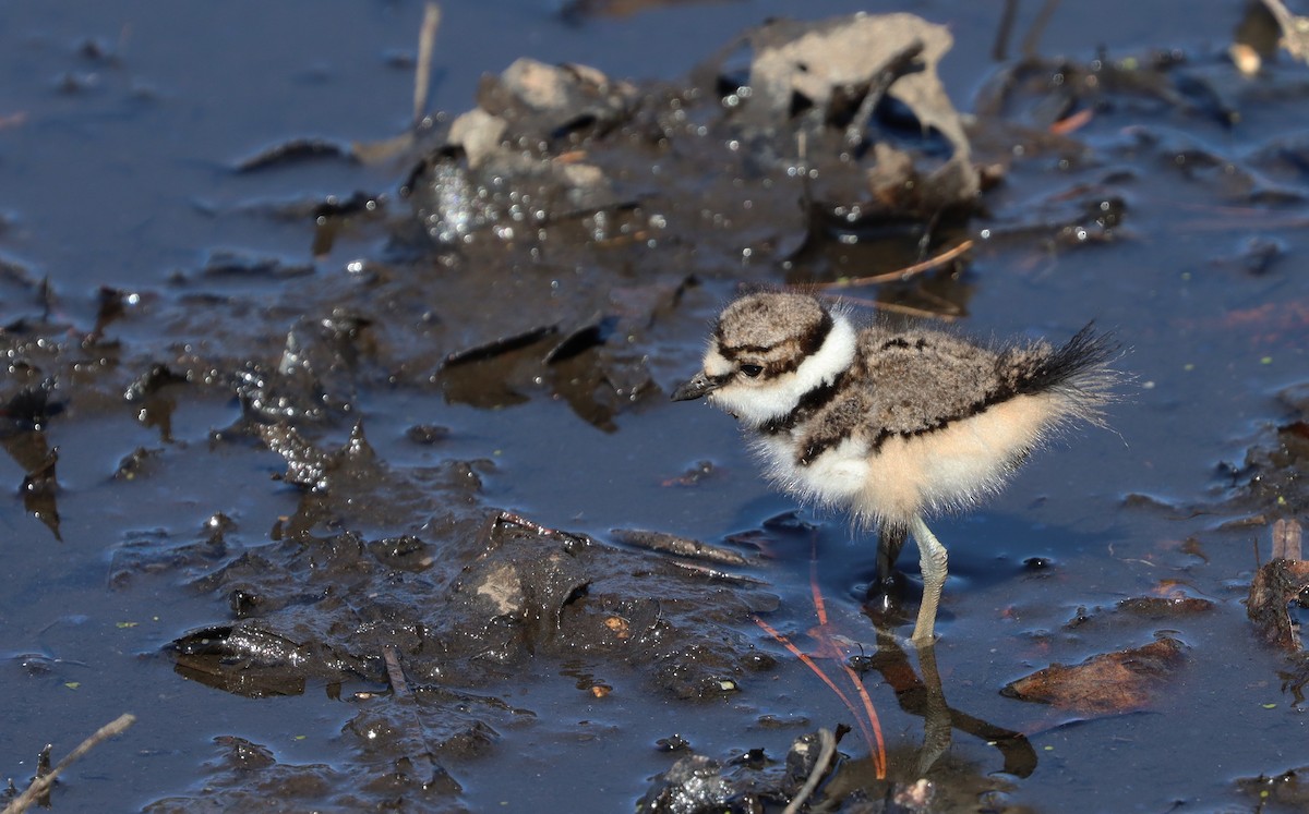 Killdeer - ML441814571