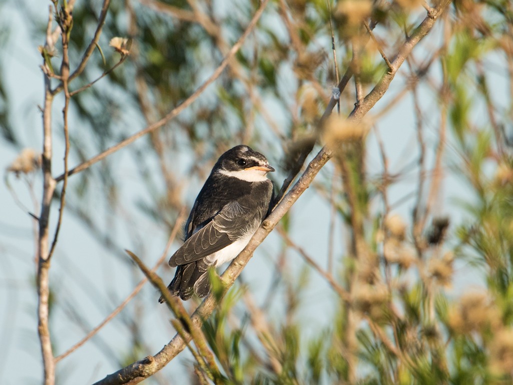 White-rumped Swallow - ML44181491