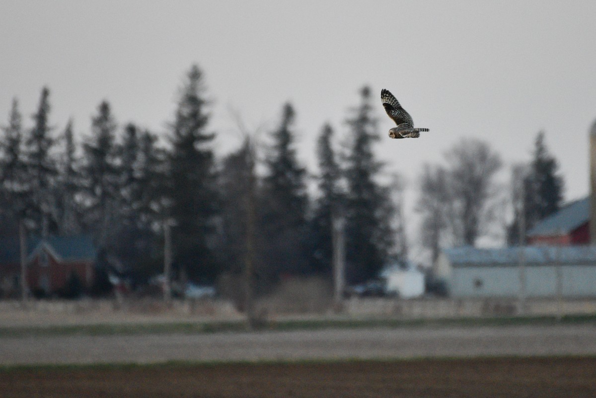 Short-eared Owl - ML441815111