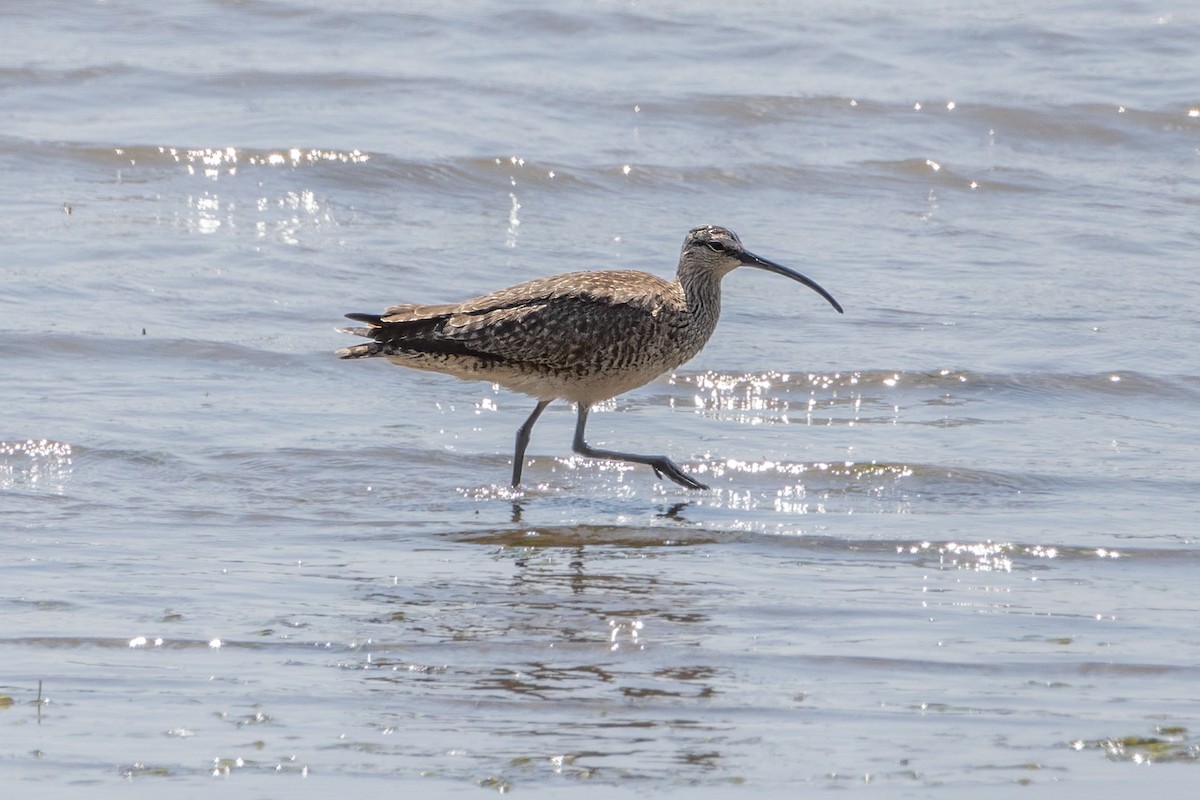 Whimbrel - ML441815201