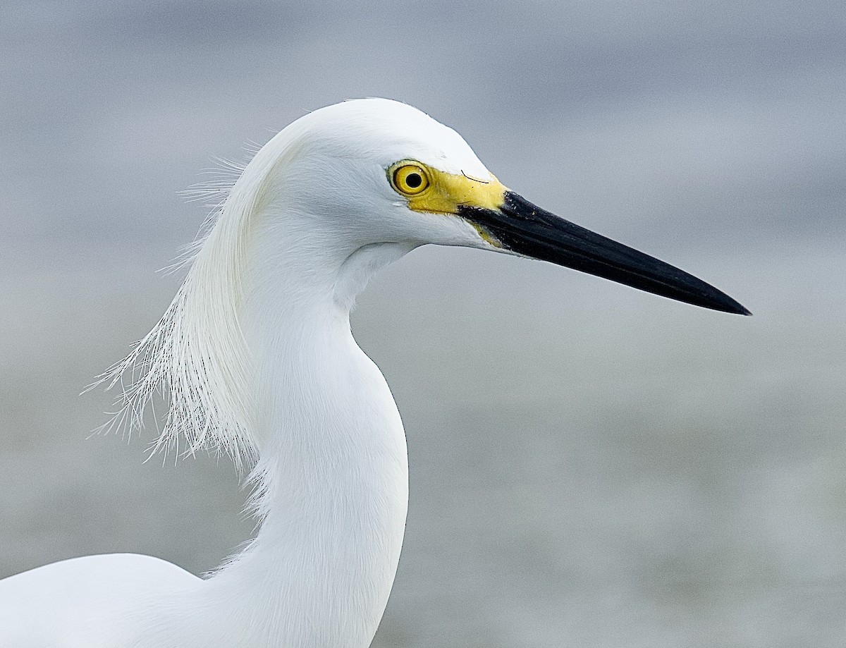 Snowy Egret - ML441815451