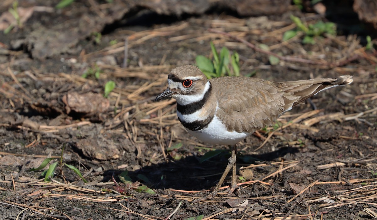 Killdeer - ML441815871