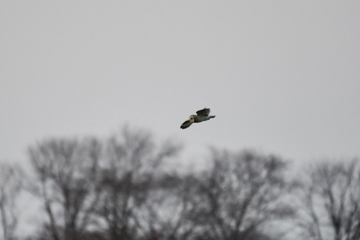 Short-eared Owl - ML441815951