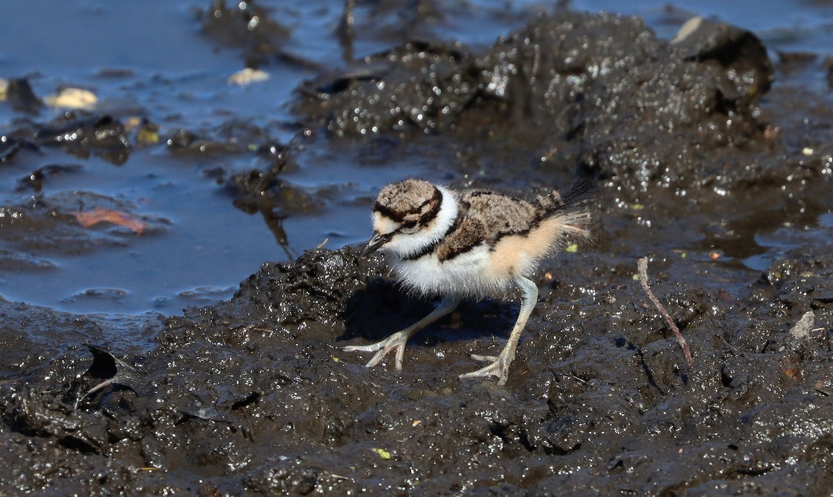 Killdeer - Stefan Mutchnick