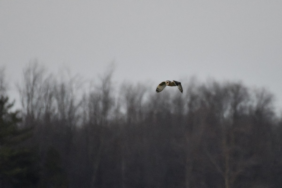 Short-eared Owl - ML441816431