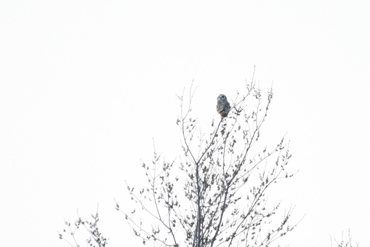 Short-eared Owl - ML441816921