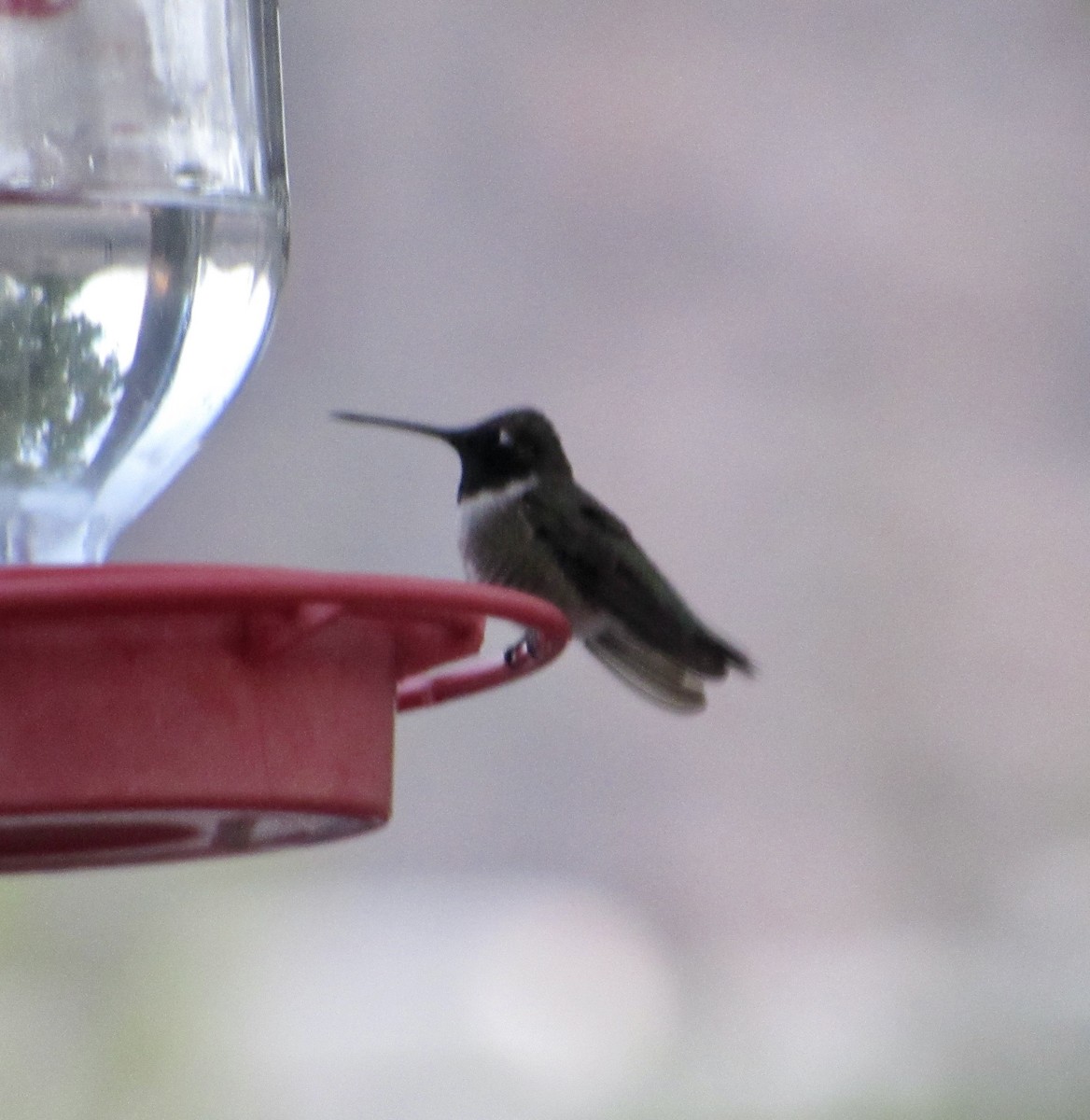 Black-chinned Hummingbird - ML441817051