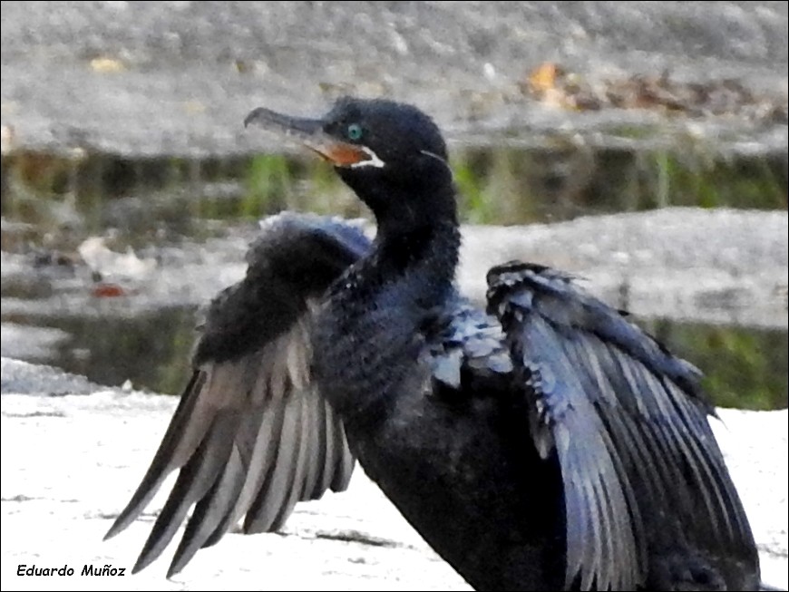 Cormoran vigua - ML441818101