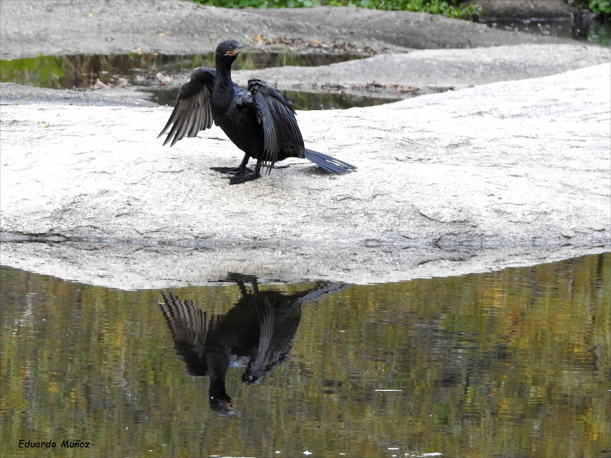 Neotropic Cormorant - ML441818231