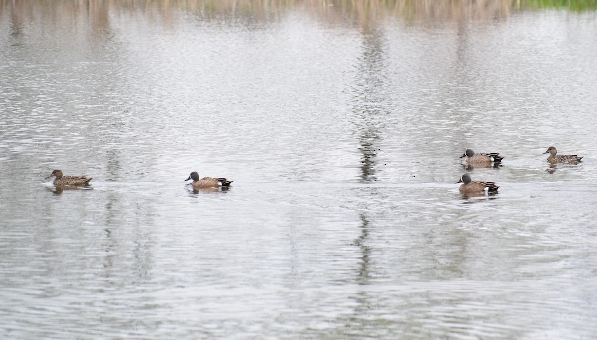 Blue-winged Teal - ML441819441