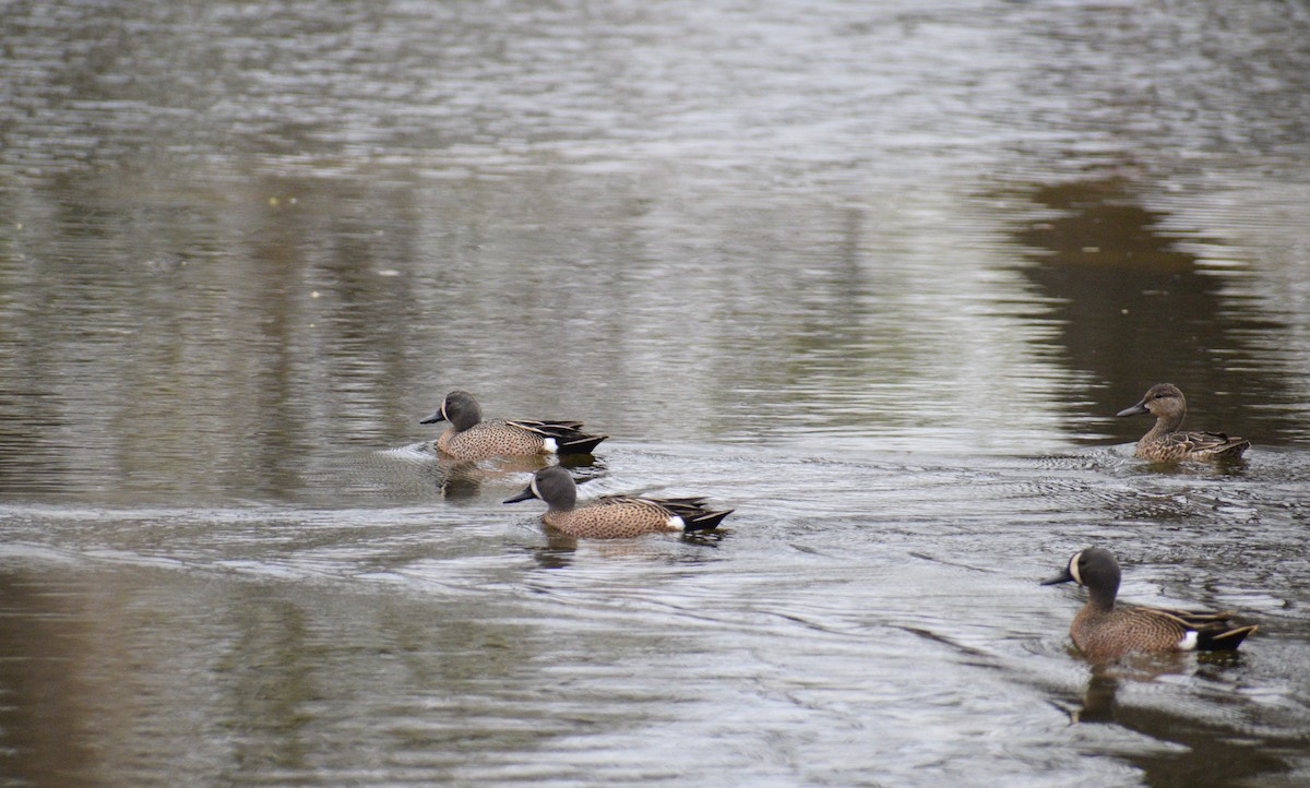 Blue-winged Teal - ML441819581