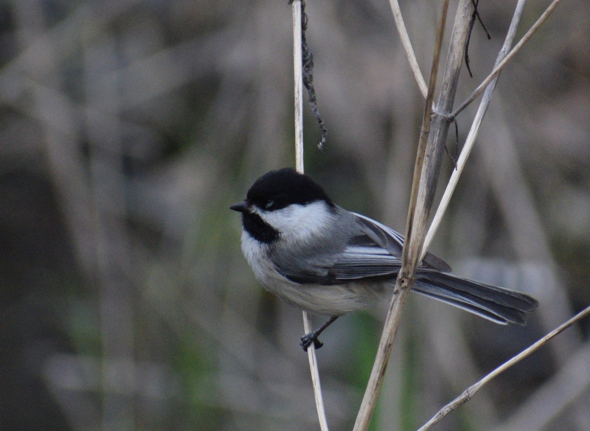 Black-capped Chickadee - ML441819701