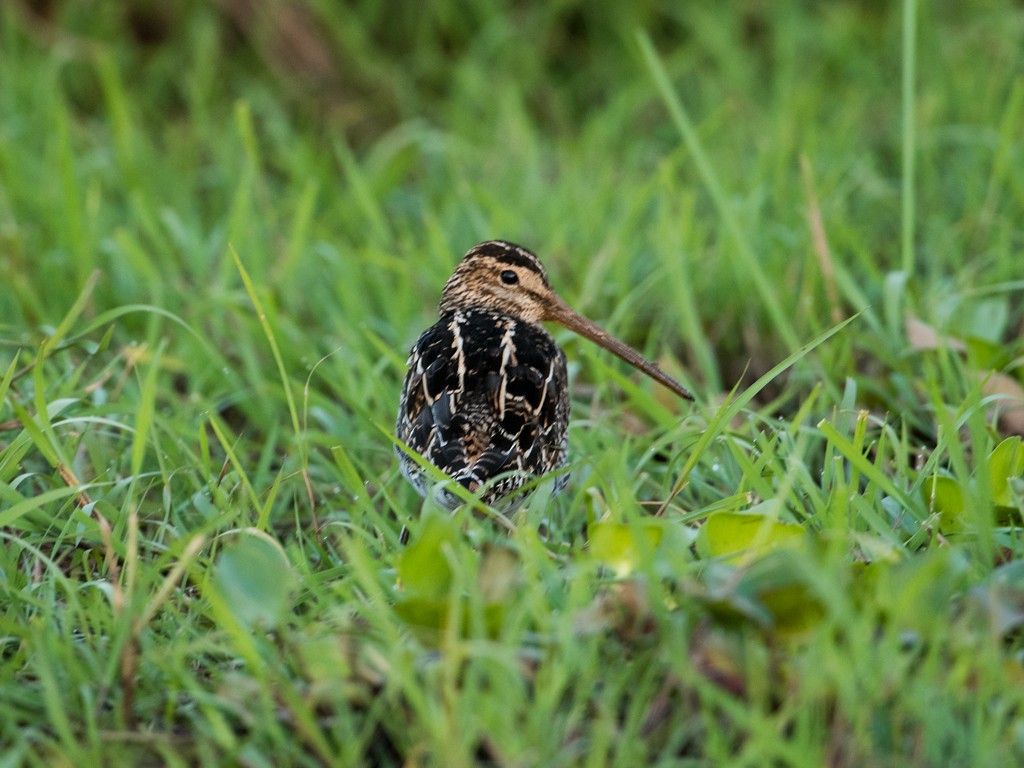 Pantanal Snipe - ML44181981