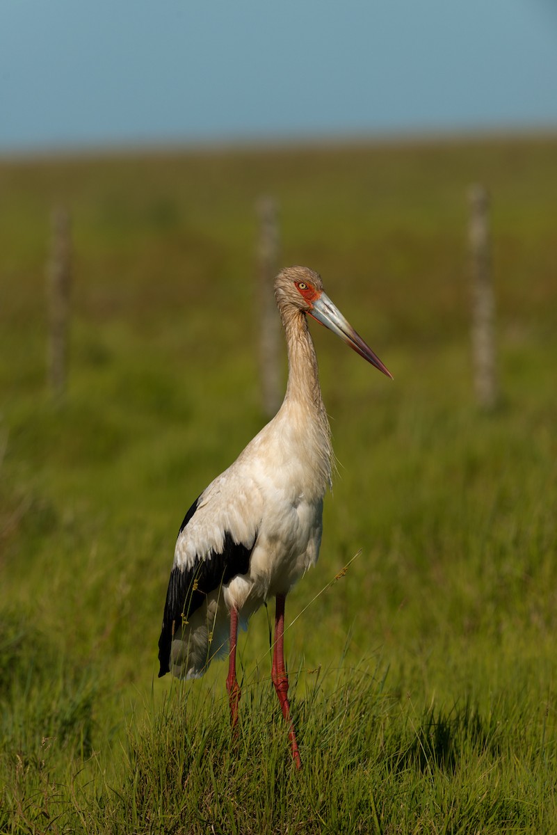 Cigogne maguari - ML44182001