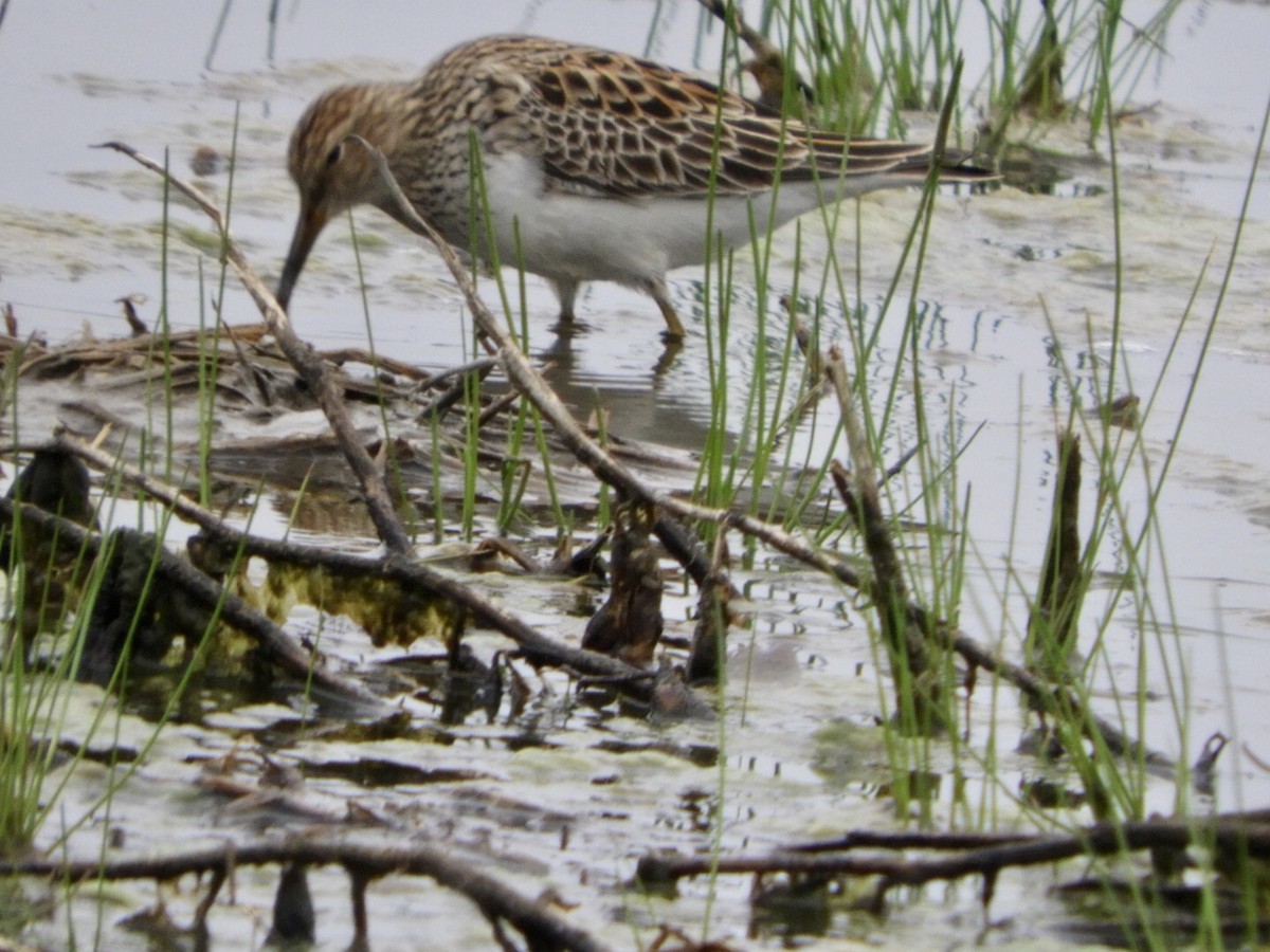 Pectoral Sandpiper - Lois Rockhill