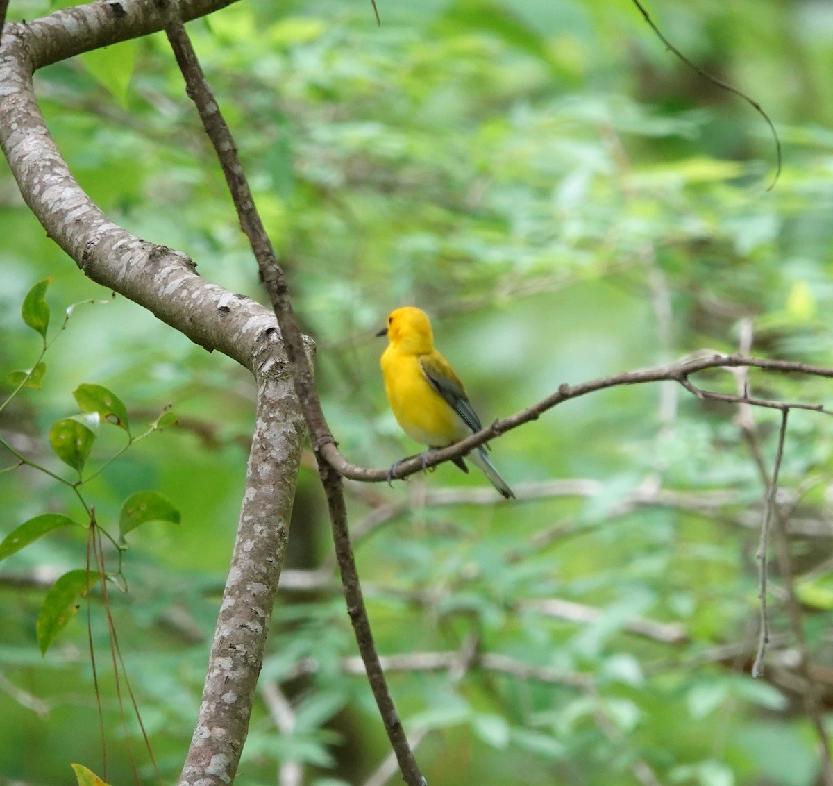Prothonotary Warbler - ML441821551