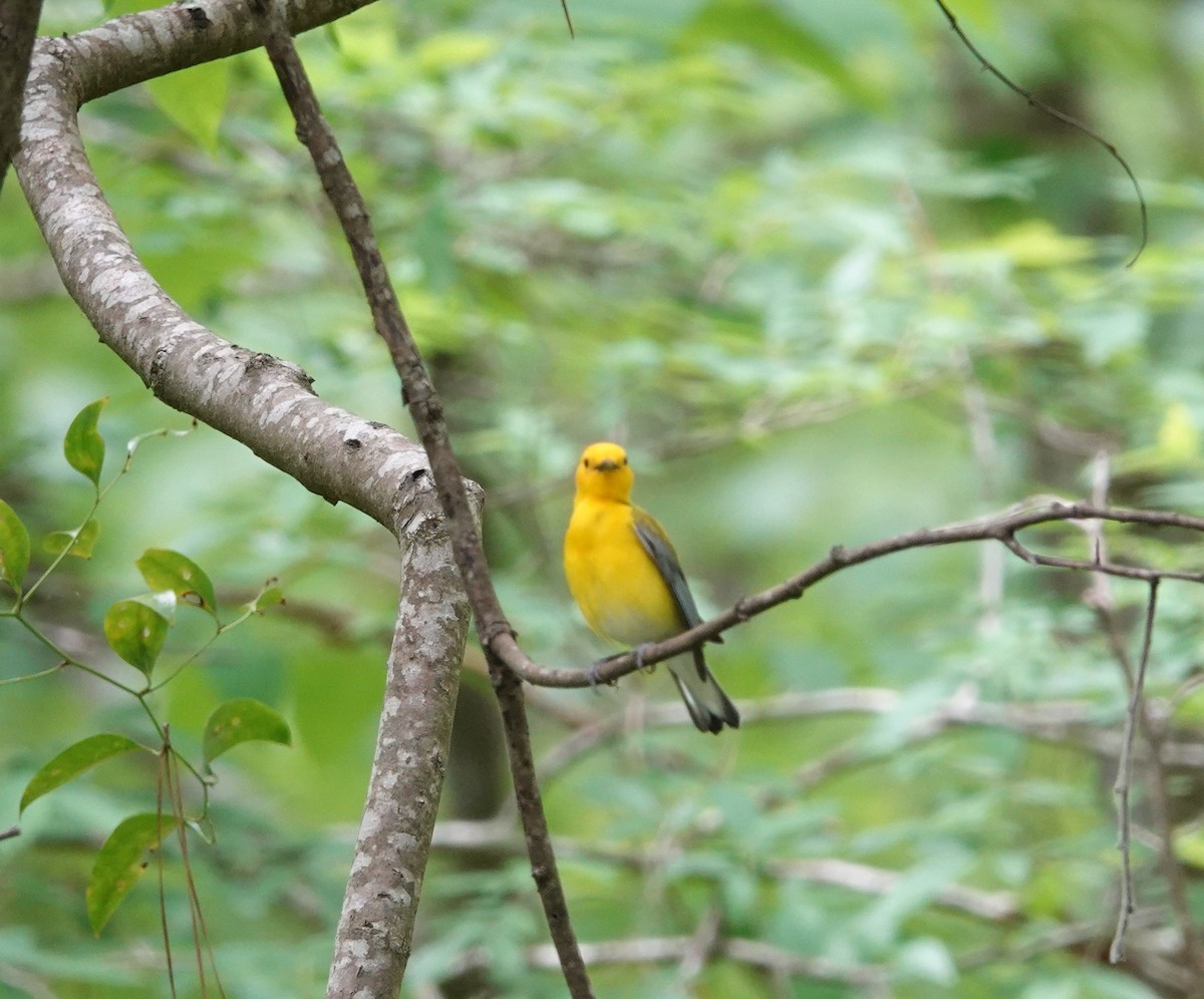 Prothonotary Warbler - ML441821561