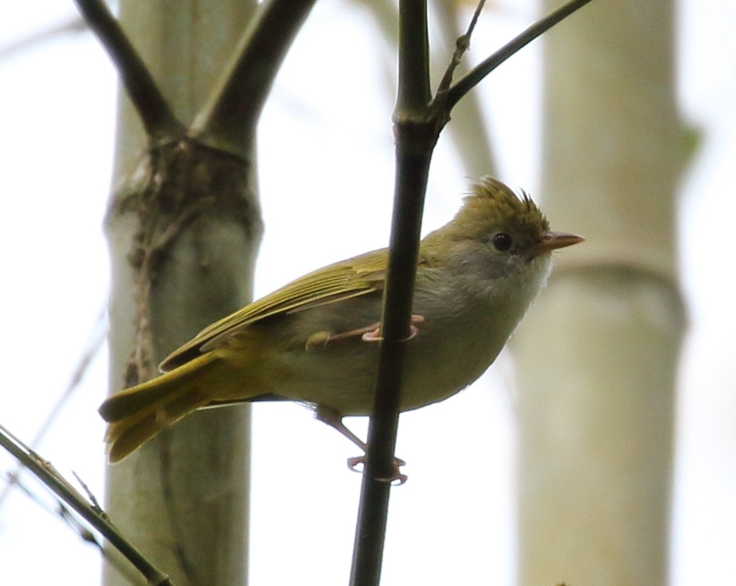 Yuhina Ventriblanca - ML441821731