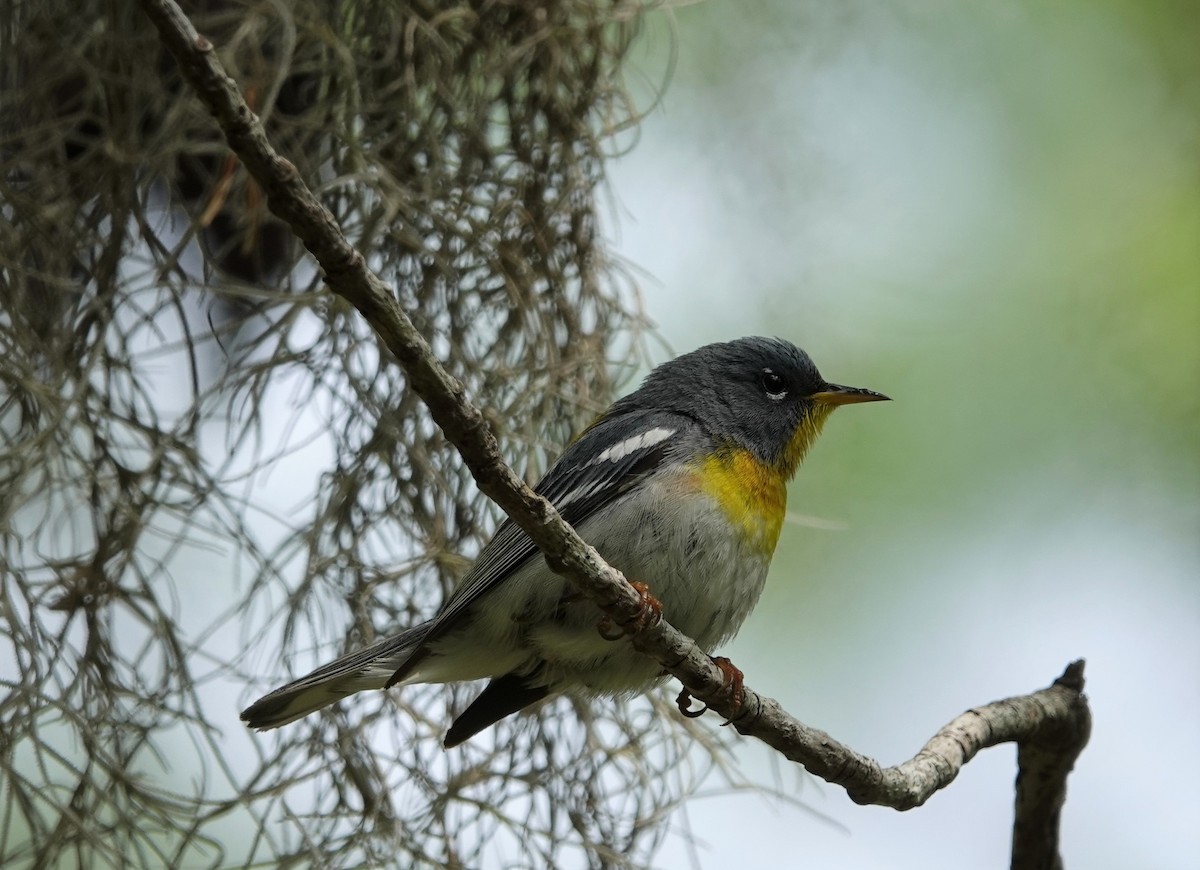 Northern Parula - ML441821751