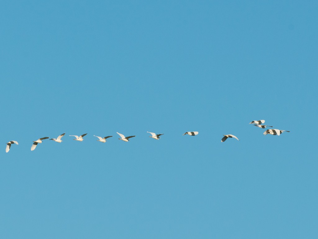 Great Egret - ML44182181