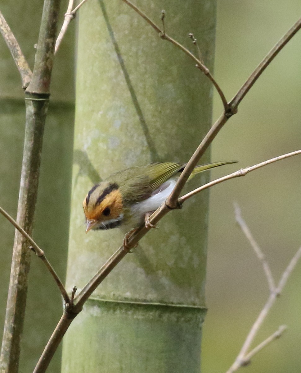 Rufous-faced Warbler - ML441822171