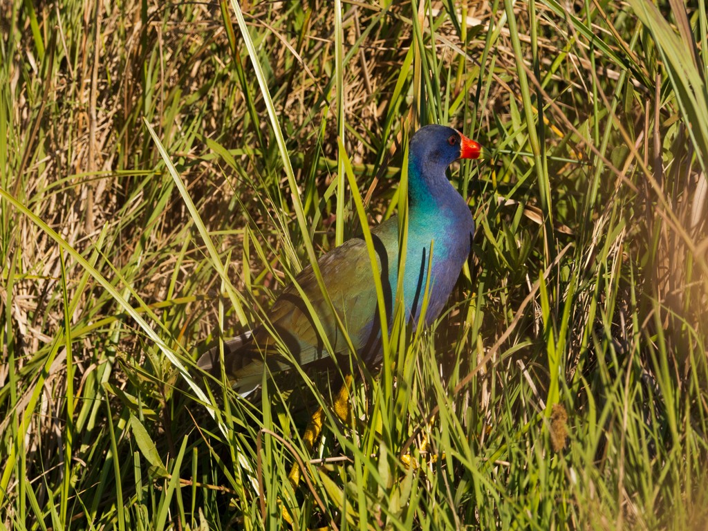 Purple Gallinule - Evaldo Cesari de de Oliveira Jr