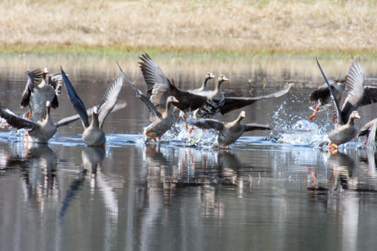 Greater White-fronted Goose - ML441822631