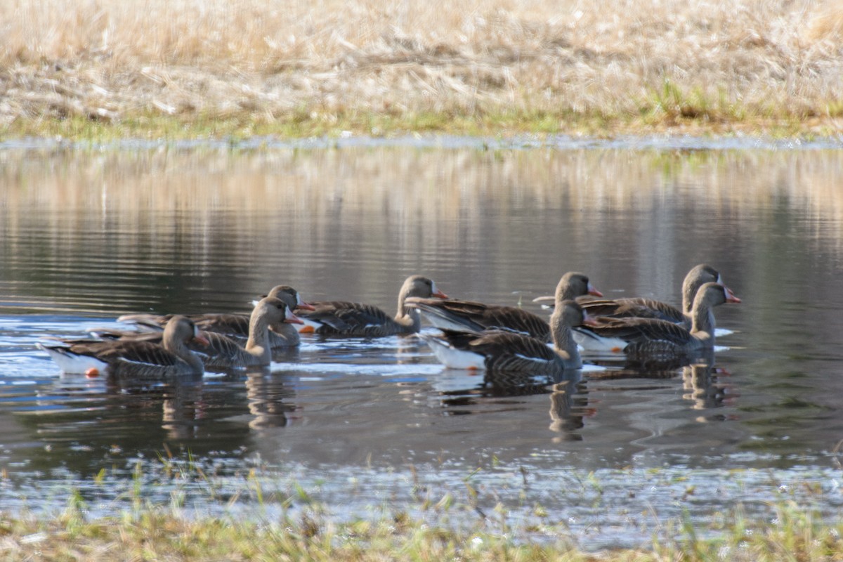 Greater White-fronted Goose - ML441822651