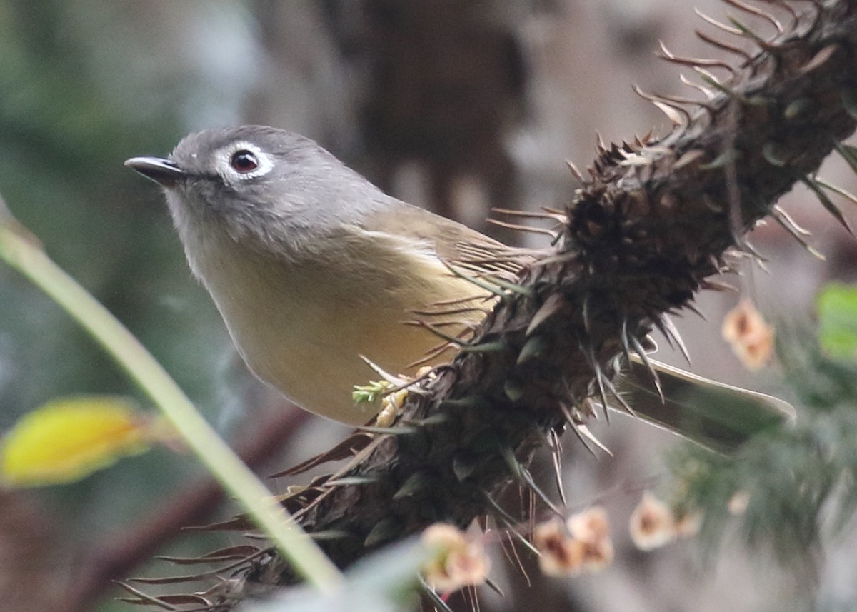 Morrison's Fulvetta - Rob Loveband