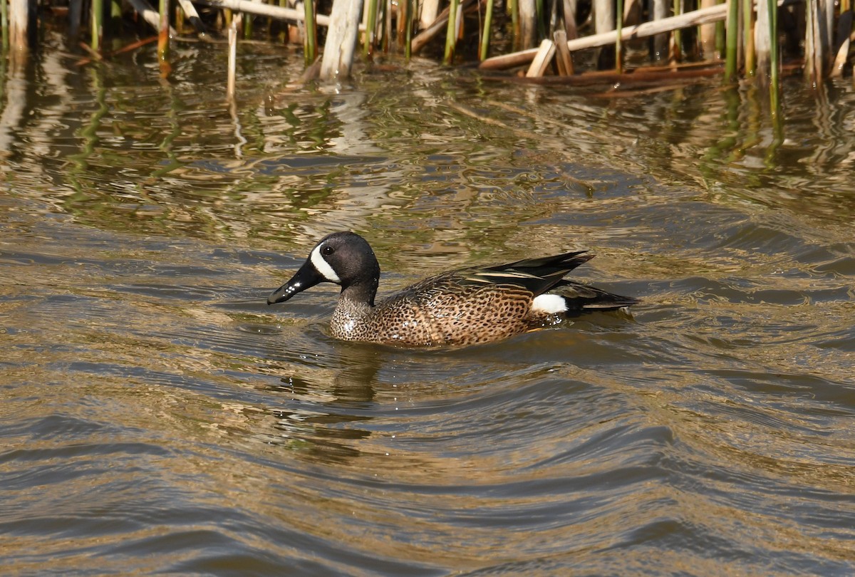 Blue-winged Teal - ML441823451
