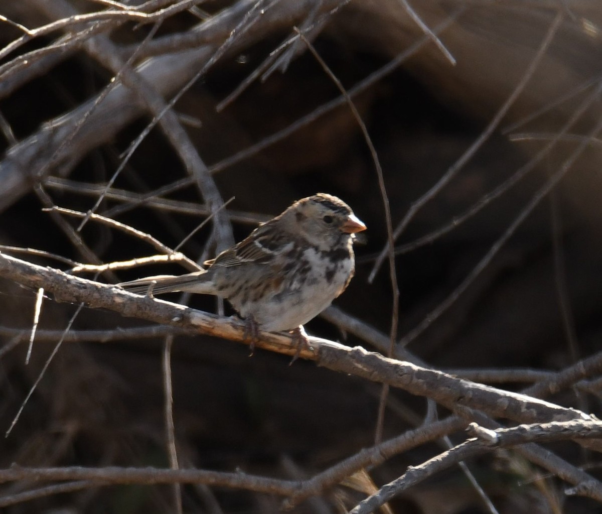 Harris's Sparrow - ML441824321