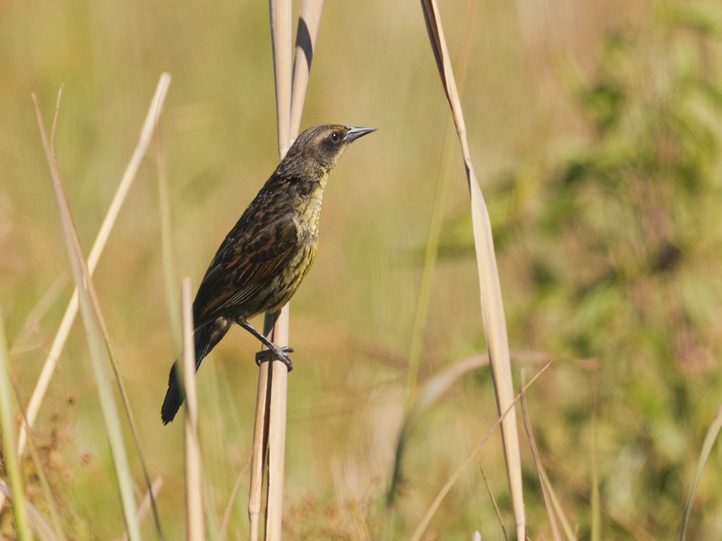 Unicolored Blackbird - Evaldo Cesari de de Oliveira Jr