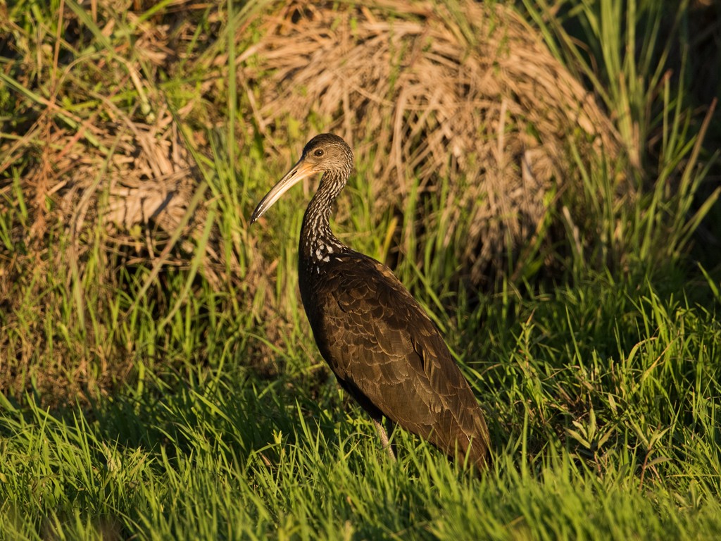 Limpkin - ML44182521