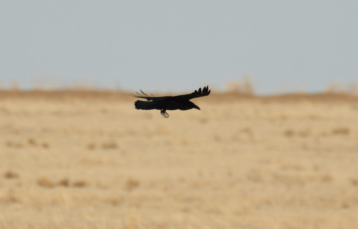 Chihuahuan Raven - ML441825441