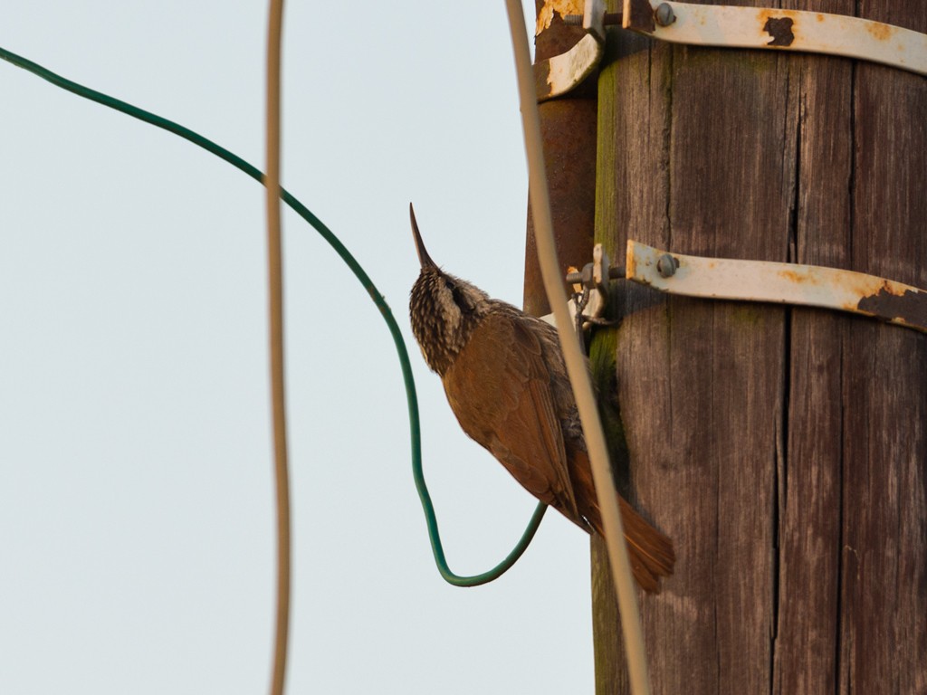 Narrow-billed Woodcreeper - ML44182661