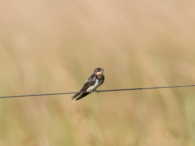 Barn Swallow - ML44182711