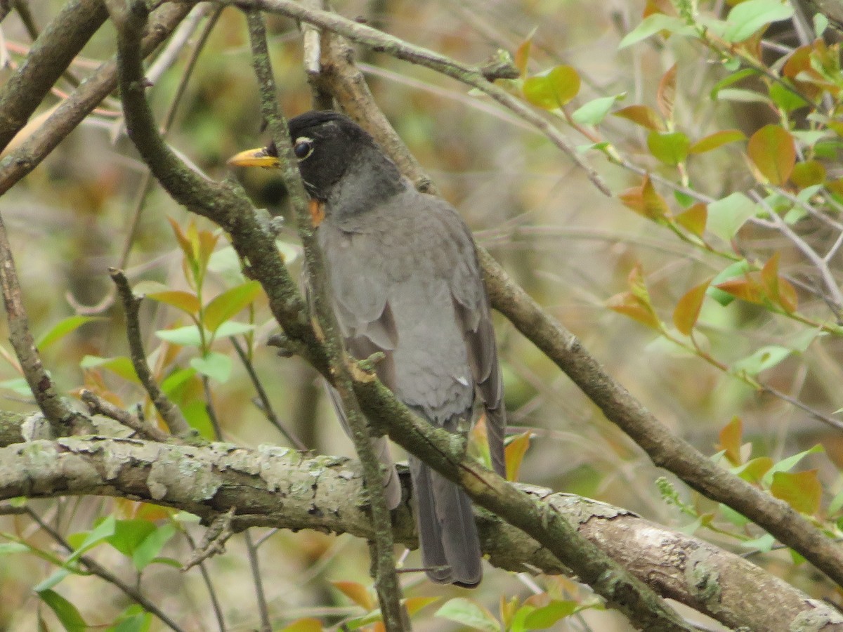 American Robin - ML441827421