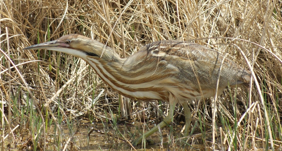 American Bittern - ML441827871