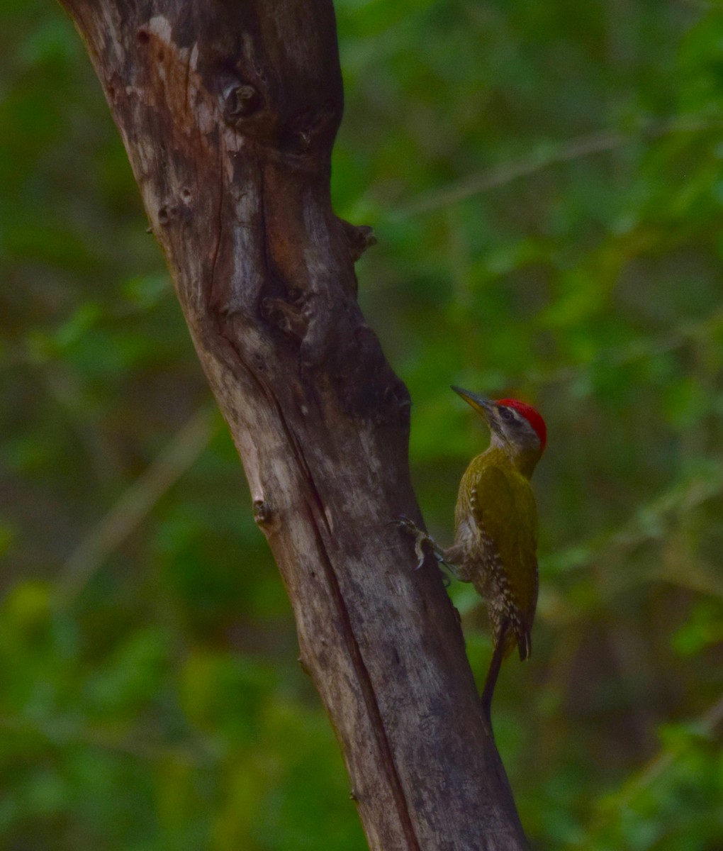 Streak-throated Woodpecker - Samarth Shadakshari