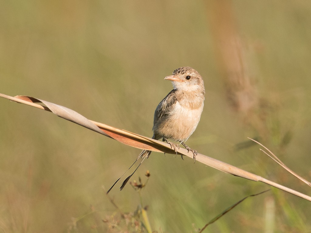 Strange-tailed Tyrant - ML44182821