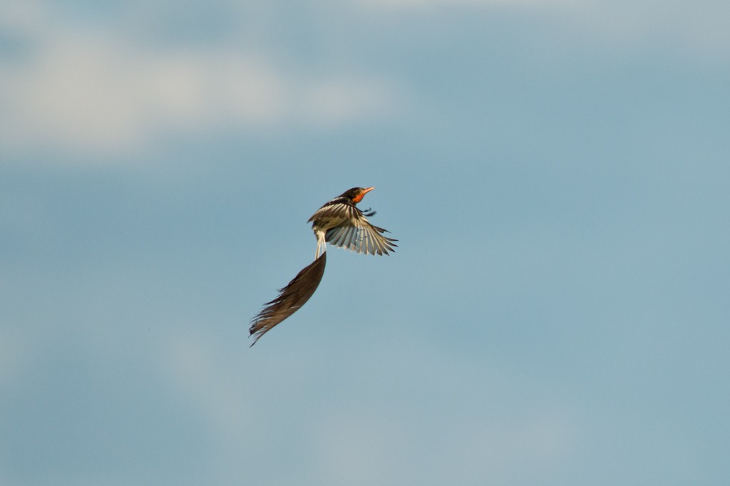 Strange-tailed Tyrant - ML44182831