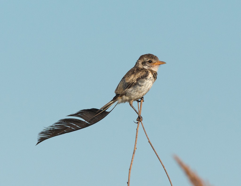 Strange-tailed Tyrant - ML44182841