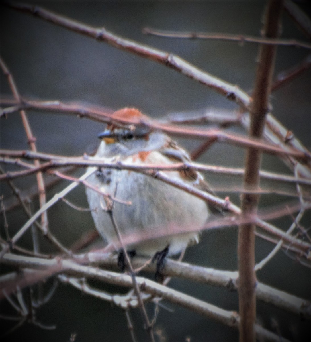 Spizella sp./American Tree Sparrow - ML441828441